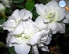White azalea