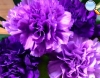 Purple carnation