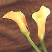 Flower originally from South Africa. Also called arum lily (Zantedeschia aethiopica).