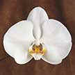 Phalaenopsis is one of the most refined orchids, also known as Moth Orchid, or by the abbreviation Phal.