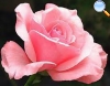 With big petals and wavy border, in light pink.