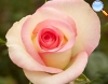 Pale pink colour with a thin border in a darker color that make the centre of this flower even darker.