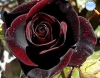 Of velvety petals and blood red color.
