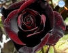 Of velvety petals and blood red color.
