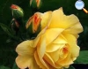 Of yellow color and thin orange border that faints while the rose is opening.