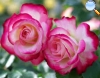 Tricolored flower, with indented bright pink borders. The rest of the petals in light pink and white.