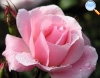 Classic flower in light rose.