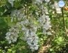White or rose acacia