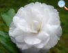 White camellia