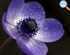 Anemone