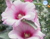 Hollyhocks