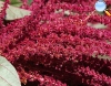 Amaranth