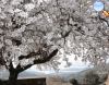 Almond tree