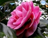 Rose camellia