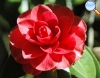 Red camellia