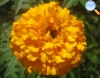 Yellow carnation