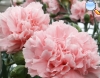 Rose carnation