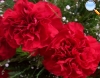 Red carnation