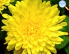 Yellow chrysanthemum