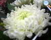 White chrysanthemum