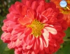 Red chrysanthemum