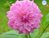 Rose Dahlia