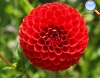 Red Dahlia