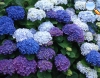 Hydrangea