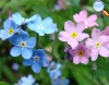 Forget-me-nots