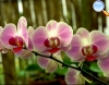 Orchid