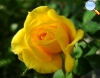 Yellow rose