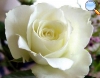 White rose