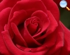 Red rose