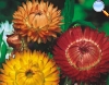 Strawflower