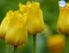 Yellow tulip