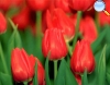 Red tulip