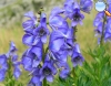 Aconite