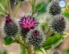 Burdock