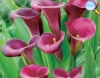 Calla Lily