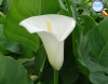 White calla lily