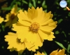 Calliopsis