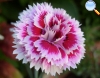 Mini Carnation