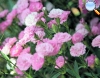 Rose mini carnation