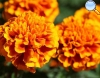 Yellow carnation