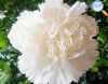 White carnation