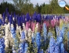 Delphinium