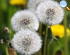 Dandelion