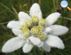 Edelweiss