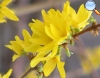 Forsythia