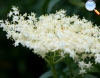 Elderberry flower